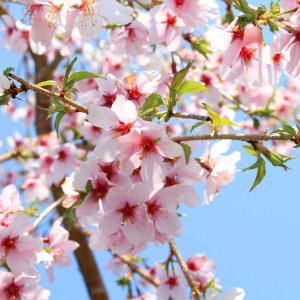 桜盆栽:しだれ富士桜(信楽焼橙鉢) *<...の詳細画像2