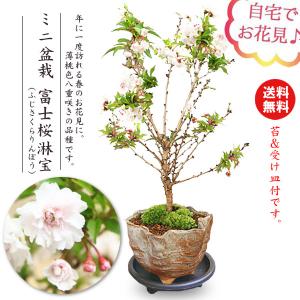 桜ミニ盆栽 ：富士桜淋宝（信楽花型小鉢）*苔と