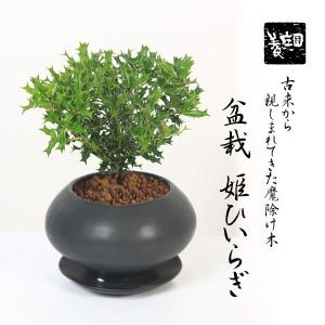 盆栽：実成梔子 *現品 くちなし クチナシ Minarikuchinashi bonsai 中