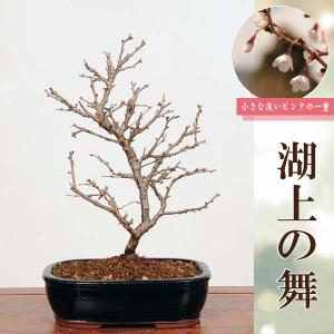 桜盆栽:富士桜 湖上の舞*<長方青鉢>(202...の詳細画像1