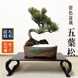 父の日 ギフト 2024景色盆栽：五葉松*（瀬戸焼楕円鉢）苔 和 鉢植え 祝い ギフト gift 誕生日祝 開店祝 御祝 にもbonsai｜y-bonsai