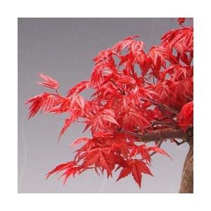 盆栽:出猩々もみじ(瀬戸焼茶丸鉢)*和柄ラッピ...の詳細画像3