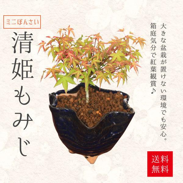 ミニ盆栽：清姫もみじ（信楽花形小鉢）*＜2023年落葉＞紅葉　モミジ　bonsai