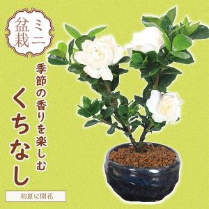 小品盆栽：梔子（祥石(二代目)茶系鉢）*くちなし　クチナシ　bonsai