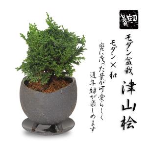 小品盆栽：五葉松（瀬戸焼変形鉢)* 祝い ギフト gift 誕生日祝 開店祝