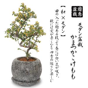 盆栽：モダン盆栽 かまつかこけもも（曲）*＜インテリアモダン鉢受け皿付き＞ 実成り鉢植え陶器鉢和ギフトプレゼントにもbonsai｜y-bonsai