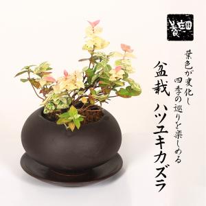盆栽：金雀花(むれすずめ)*現品一点物 ムレスズメ Muresuzume bonsai
