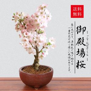 桜盆栽：特選河津桜大(紺モッコ縁付鉢)*かわづざくらsakura送料無料