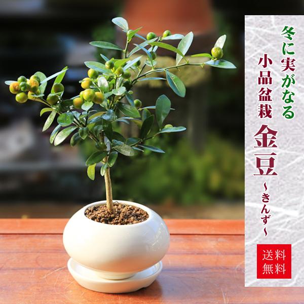 小品盆栽：きんず（金豆）*(受け皿付き)キンズ実物実成り鉢植え陶器鉢和モダンギフトプレゼントにもbo...