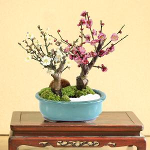 梅盆栽:紅梅白梅寄せ*<瀬戸焼楕円緑鉢>(20...の詳細画像1