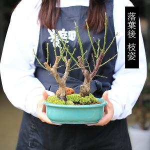 梅盆栽:紅梅白梅寄せ*<瀬戸焼楕円緑鉢>(20...の詳細画像2
