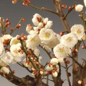 梅盆栽:紅梅白梅寄せ*<瀬戸焼楕円緑鉢>(20...の詳細画像4