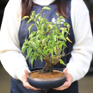 梅盆栽:八重野梅*(信楽焼黒イブシ金彩鉢)(2...の詳細画像1