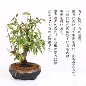 梅盆栽:八重野梅*(信楽焼黒イブシ金彩鉢)(2...の詳細画像3