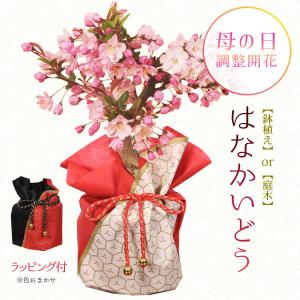 母の日ギフト 2024：母の日開花 花かいどう*プラ鉢ラッピング付　花海棠ハナカイドウ垂糸海棠桜プレゼント 鉢植え 鉢花bonsai｜y-bonsai