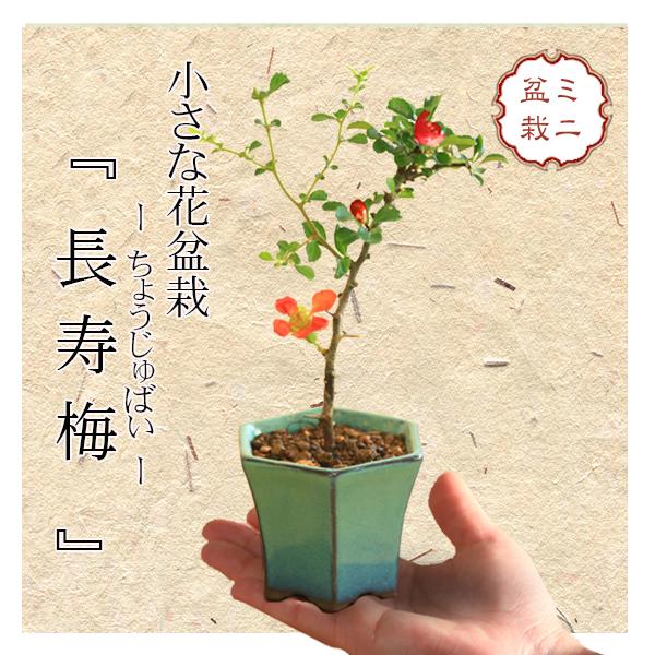 ミニ盆栽：長寿梅*(緑反六角陶器鉢) 花盆栽木瓜ぼけ赤花ボケ縁起鉢花プレゼントにもbonsai