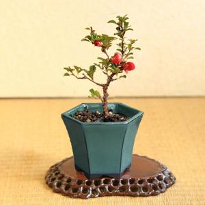 ミニ盆栽:長寿梅*(みどり反六角陶器鉢) 花盆...の詳細画像1