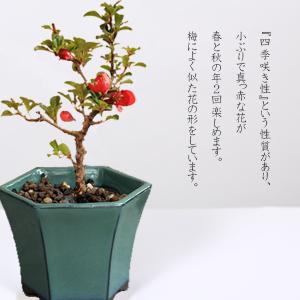 ミニ盆栽:長寿梅*(緑反六角陶器鉢) 花盆栽木...の詳細画像2