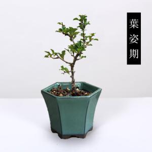 ミニ盆栽:長寿梅*(みどり反六角陶器鉢) 花盆...の詳細画像3