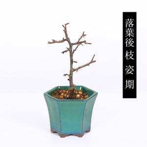 ミニ盆栽:長寿梅*(みどり反六角陶器鉢) 花盆...の詳細画像4
