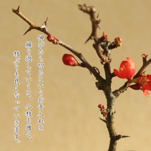 ミニ盆栽:長寿梅*(みどり反六角陶器鉢) 花盆...の詳細画像5