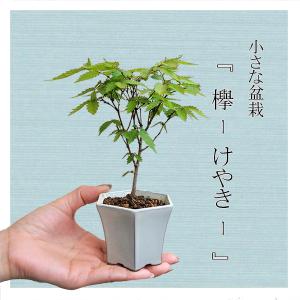 ミニ盆栽：けやき*（白反六角陶器鉢） 欅ケヤキ雑木bonsai