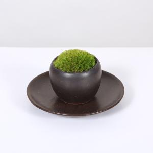 盆栽 鉢色選べる:小さな苔盆栽*<丸陶器鉢>受...の詳細画像2
