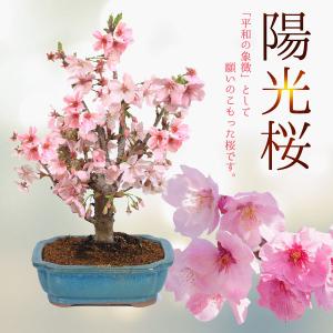 桜盆栽：陽光桜*＜緑モッコ陶器鉢＞（2023年開花終了）さくら