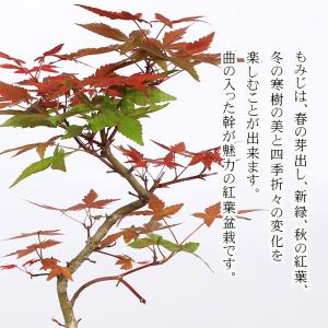 盆栽:出猩々もみじ曲*(萬古焼イブシ深鉢) m...の詳細画像3