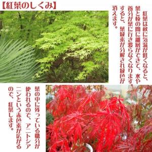 盆栽:出猩々もみじ曲*(萬古焼イブシ深鉢) m...の詳細画像4