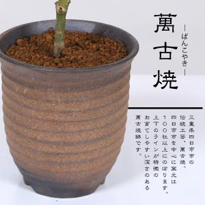 盆栽:出猩々もみじ曲*(萬古焼イブシ深鉢) m...の詳細画像5