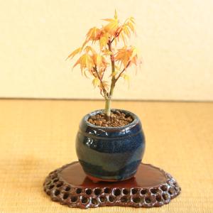 敬老の日 プレゼントにもミニ盆栽：桂もみじ（青壺形陶器鉢）*紅葉　モミジ　momiji　bonsai