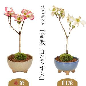 ミニ盆栽:ハナミズキ*苔付き (現代小鉢作家 祥...の商品画像