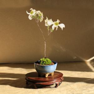 ミニ盆栽:ハナミズキ*苔付き (現代小鉢作家 ...の詳細画像1