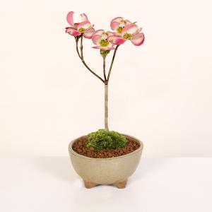 ミニ盆栽:ハナミズキ*苔付き (現代小鉢作家 ...の詳細画像2