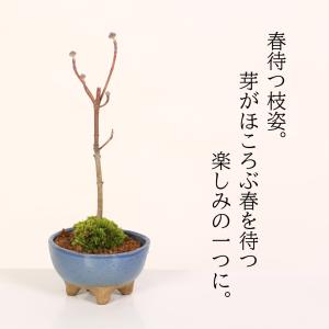 ミニ盆栽:ハナミズキ*苔付き (現代小鉢作家 ...の詳細画像3