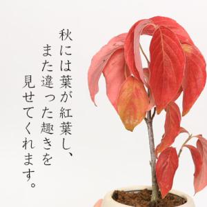 ミニ盆栽:ハナミズキ*苔付き (現代小鉢作家 ...の詳細画像4
