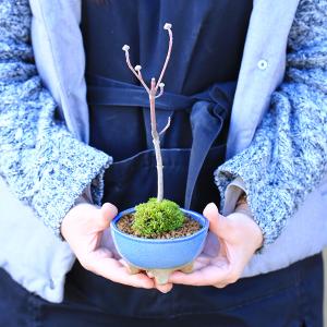 ミニ盆栽:ハナミズキ*苔付き (現代小鉢作家 ...の詳細画像5