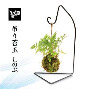 苔玉 ：しのぶ*(吊りスタンド付き)吊り苔玉シノブ夏涼ハンキング和モダンプレゼントギフトにもbonsai｜y-bonsai