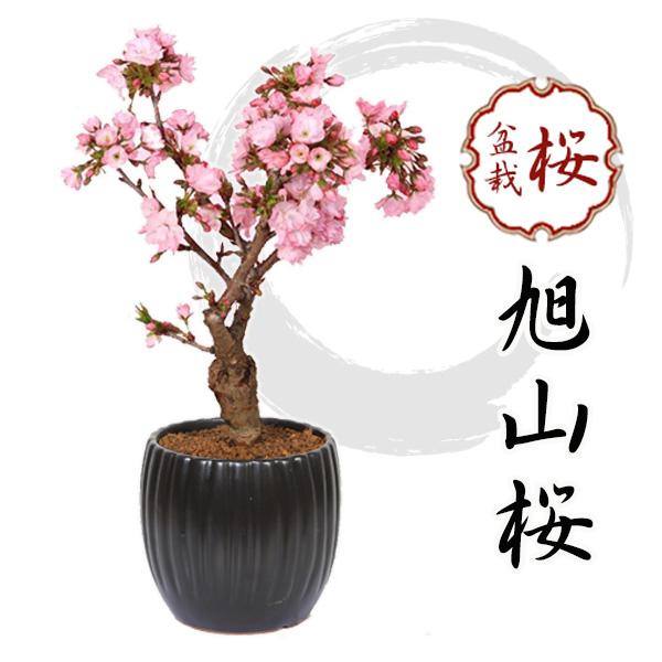 桜盆栽：旭山桜（大）*＜モダン陶器黒深鉢＞一才桜(2024年開花終了) 鉢植え 和 お花見 誕生日 ...