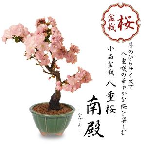 桜盆栽：八重桜*＜国産みどり輪花鉢＞(202４年春開花予定) さくら お花見 誕生日 祝 旭山桜 春...