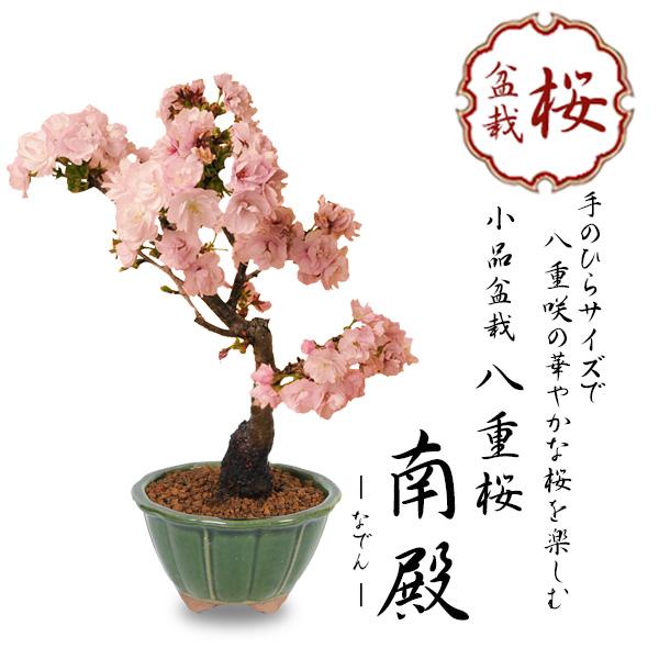 桜盆栽：八重桜*＜国産みどり輪花鉢＞(2024年開花終了) さくら お花見 誕生日 祝 旭山桜 春 ...