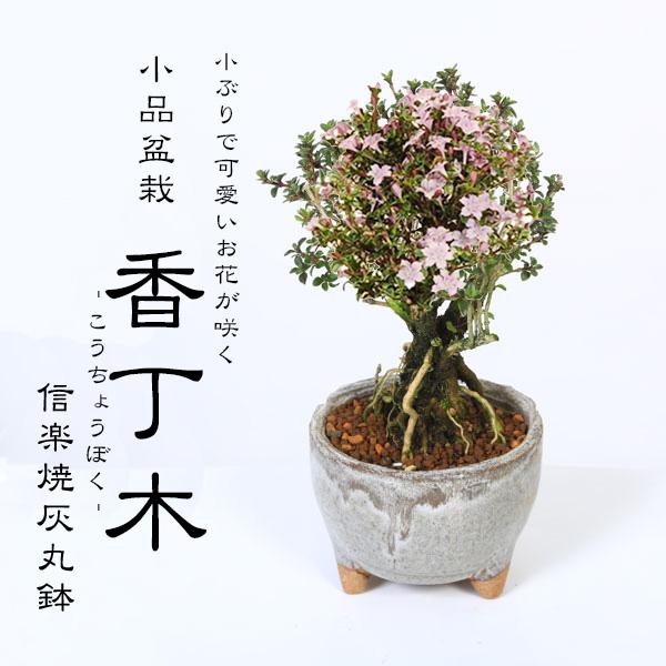 小品盆栽：香丁木(信楽焼灰丸鉢)*かみ山陶器 小花 四季咲き 鉢植え 鉢花 プレゼントにも bons...