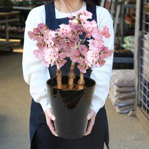 まだ間に合う 母の日ギフト 2024 桜盆栽:...の詳細画像1