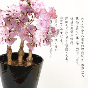 まだ間に合う 母の日ギフト 2024 桜盆栽:...の詳細画像2