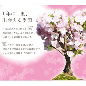 まだ間に合う 母の日ギフト 2024 桜盆栽:...の詳細画像3