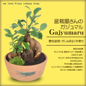景色盆栽：ガジュマル2本寄せ*＜瀬戸焼鉢＞苔＆富士砂＆石付き がじゅまる 多幸の樹bonsai