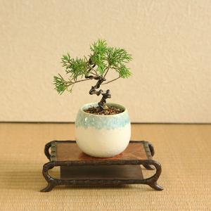 ミニ盆栽:糸魚川真柏(曲・3年生)*(瀬戸焼白...の詳細画像1
