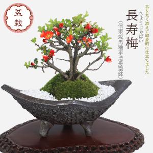 盆栽：長寿梅*(信楽焼黒釉平造舟型鉢) 寒水小袋付き 花盆栽木瓜ぼけ赤花ボケ縁起鉢花プレゼントにもbonsai