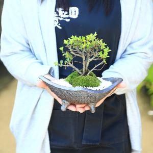 盆栽:長寿梅*(信楽焼黒釉平造舟型鉢) 寒水小...の詳細画像1